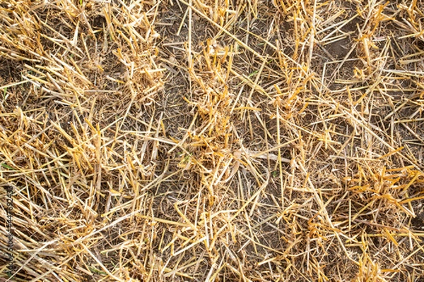 Obraz hay bales in the sunset