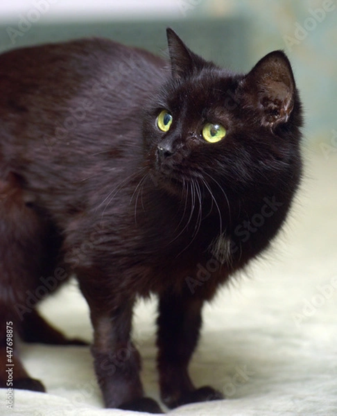 Obraz elderly old black cat lies on the couch