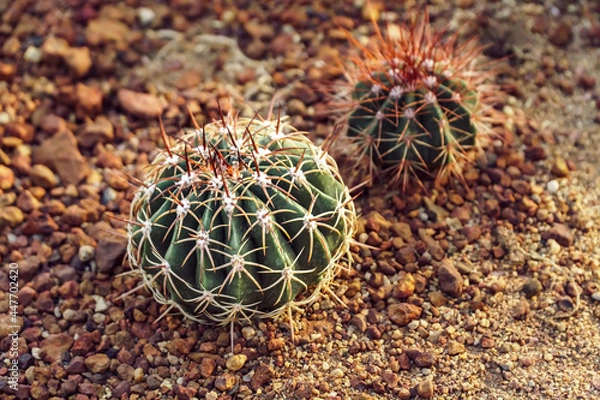 Fototapeta Round shape cactus on pebbles and stones in the garden.