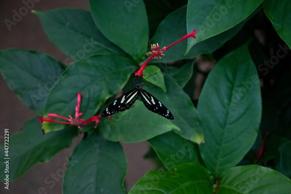 Obraz butterfly on a flower