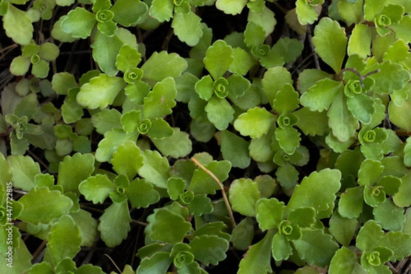 Obraz Succulent texture