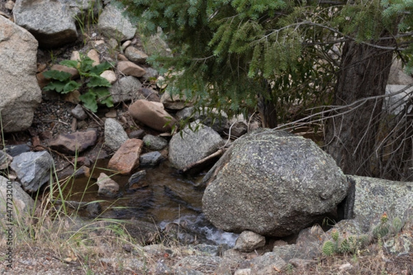 Obraz stream in the forest