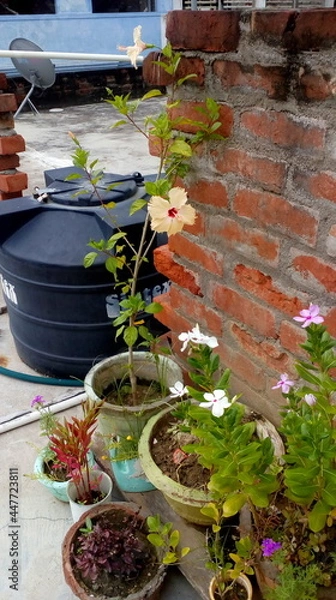 Obraz plants in pots