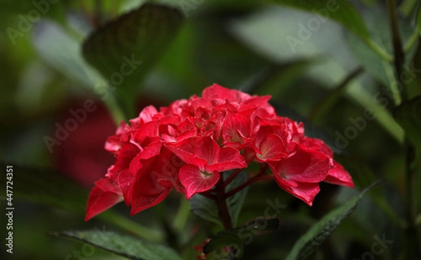 Fototapeta Blooming hydrangea in a garden