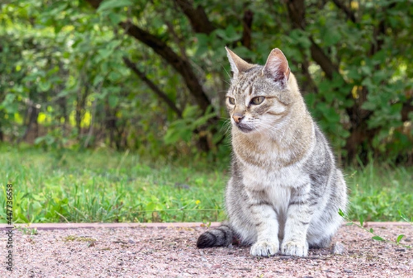 Fototapeta Gray tabby pussycat sits on a garden path against the backdrop of a summer garden.