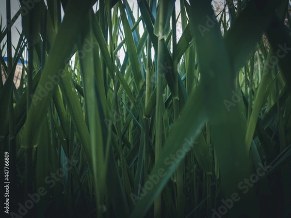 Obraz Tall Grass