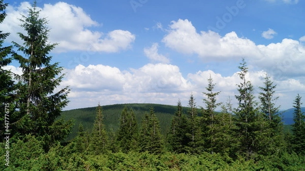 Obraz forest in the mountains
