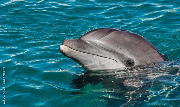 Obraz Bottlenose Dolphin 