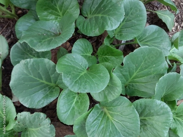 Fototapeta leaves background