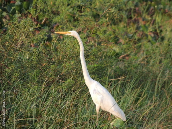 Fototapeta great heron