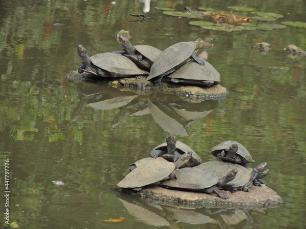 Obraz turtles in the pond