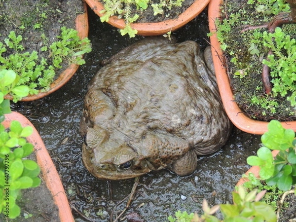 Fototapeta toad in tomato plant