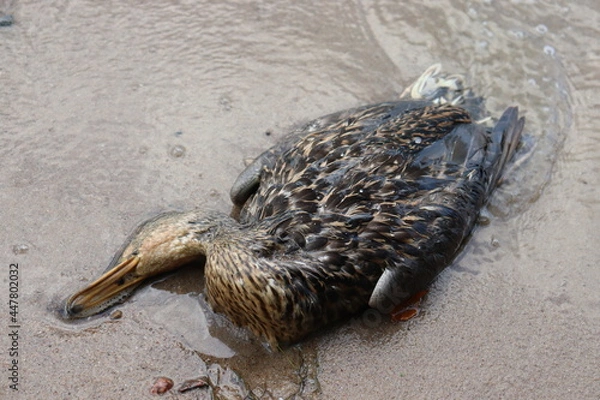 Fototapeta dead duck with polluted wings on shore