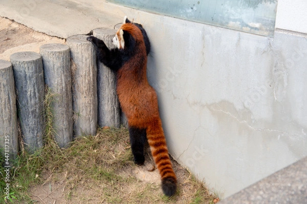 Obraz 立つレッサーパンダ / Red Panda standing