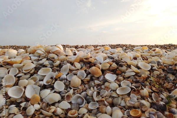 Fototapeta Beautiful seashell beach at sunset by the sea