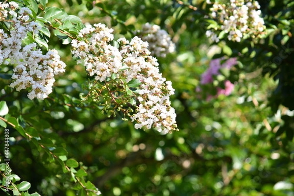 Obraz 白いサルスベリの花