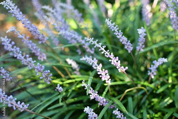 Obraz ヤブランの花