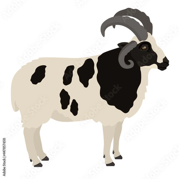 Obraz Jacob sheep Ram Farm animals Flat vector illustration Isolated object
