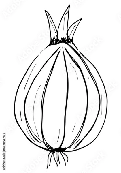 Fototapeta Outline onion illustration on a white background. Traced hand-drown illustration. Black and white contour drawing for a coloring book. Ingredient for cooking