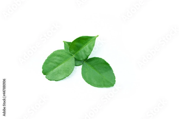 Obraz Kaffir lime leaves on white background