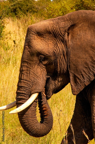 Obraz Elephant's Head