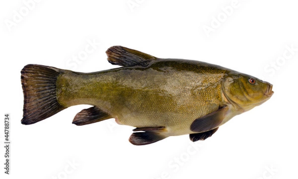 Obraz Tench fish after fishing isolated on white