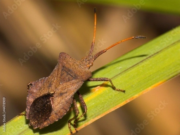 Obraz Squash Bug - Anasa tristis