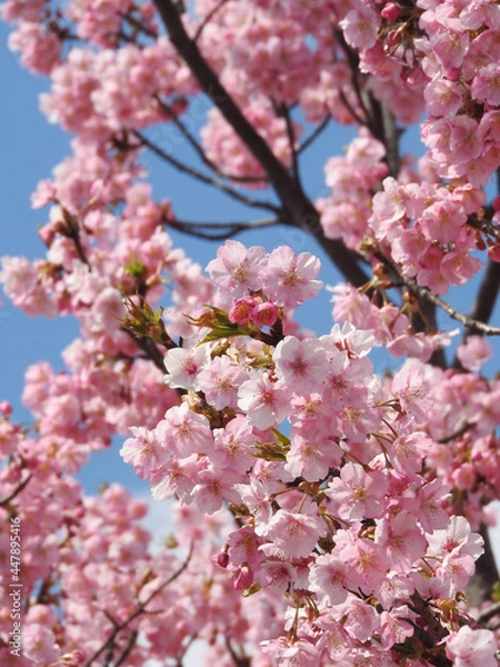 Fototapeta 乱れ咲く河津桜