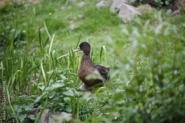 Obraz duck on the grass