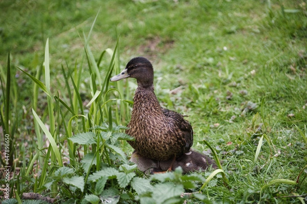 Obraz duck on the grass