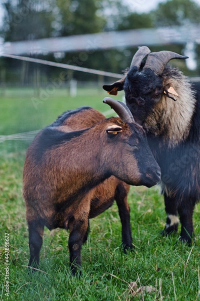 Obraz goats on a farm