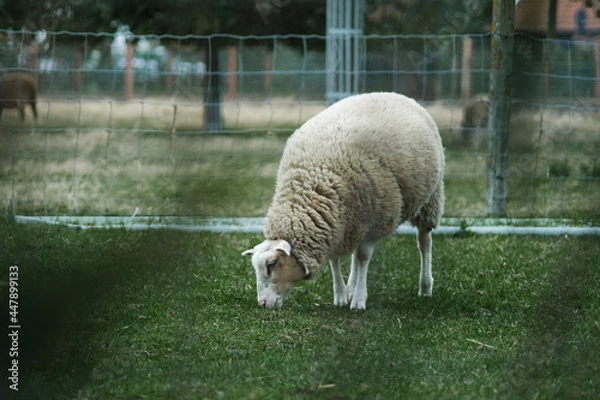 Obraz sheep in the field