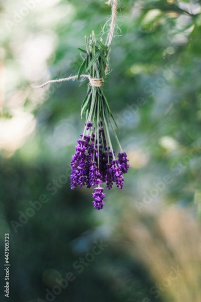 Obraz Bunch of lavender hanging 