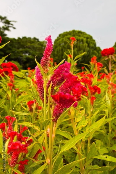 Obraz Flowers and plants