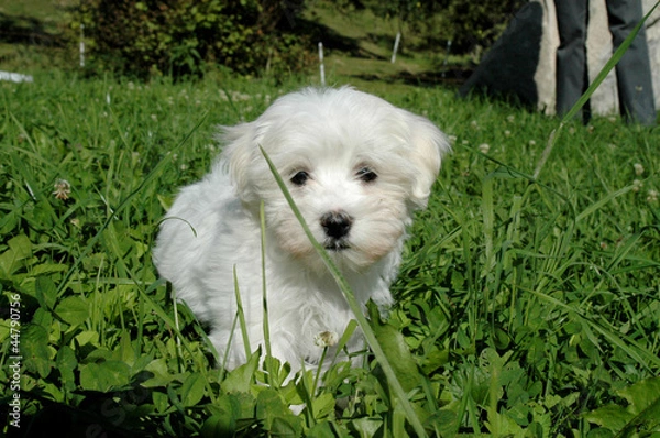 Fototapeta Puppy [Maltese Terrier] in green grass