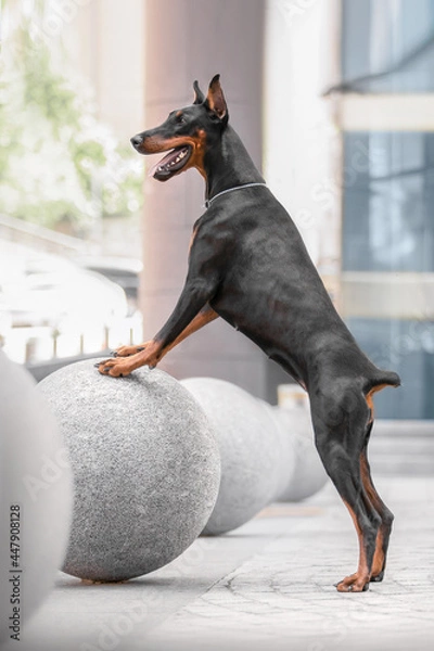 Obraz doberman in the city standing on the ball