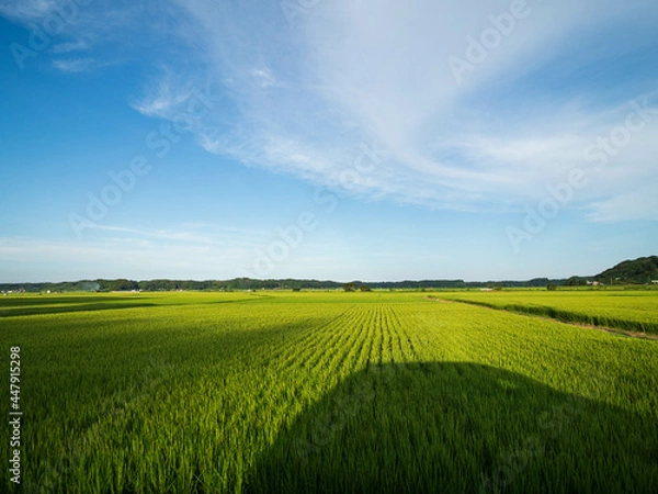 Obraz green field and blue sky