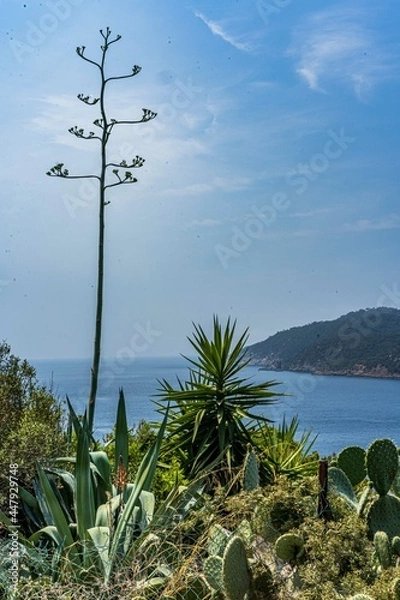 Obraz Ile du Levant, 