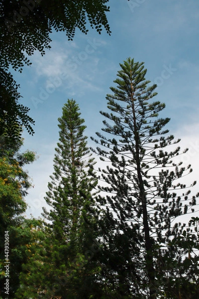 Obraz pine tree forest