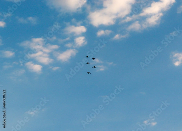 Obraz birds in the sky