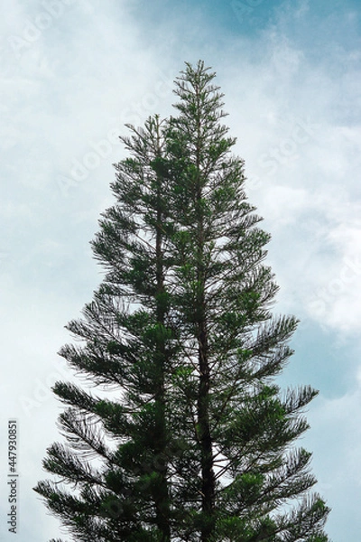 Fototapeta lonely pine