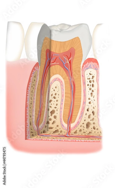 Obraz Zahn im Querschnitt