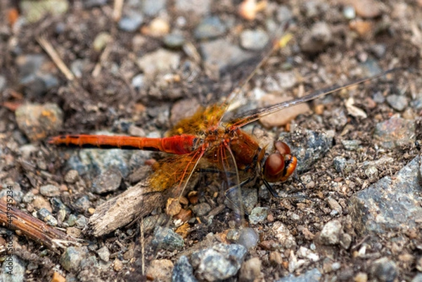 Obraz dragonfly on a leaf