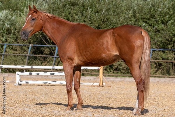 Obraz horse and foal