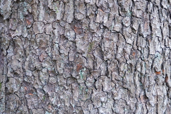 Fototapeta Tree bark texture. Suitable for backgrounds.