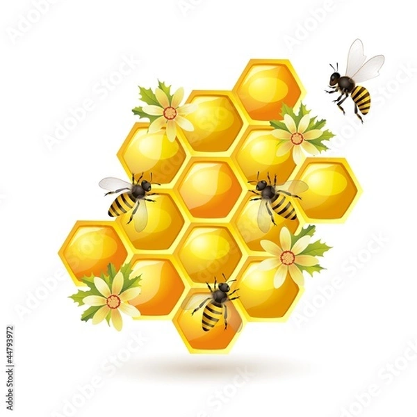 Obraz Bees, honeycombs and flowers  isolated on white