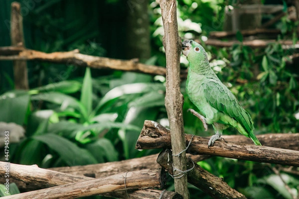 Fototapeta Green Parrot Perched on a Branch