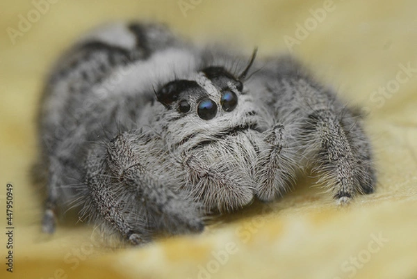 Fototapeta White Jumping Spider 