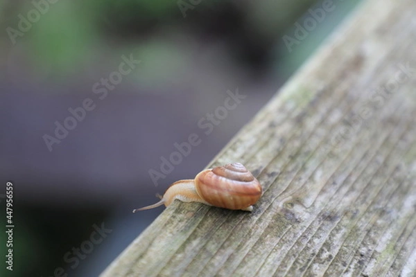 Obraz 下を覗き込むカタツムリ