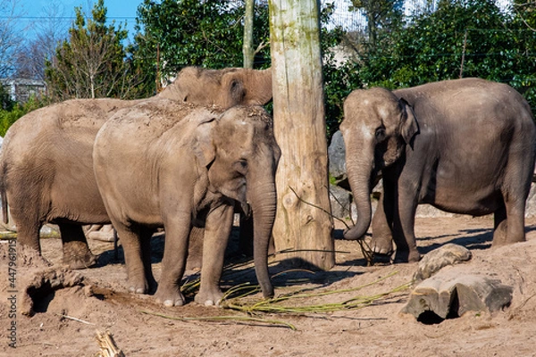Fototapeta Elephants in the zoo